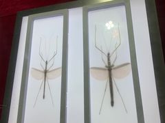 -上海昆虫博物馆