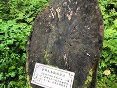 -五营红松林海景区