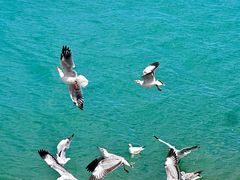 -青海湖国家重点风景名胜区