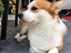 -小梁哥云吞面(黄贝岭店)