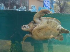 -广州海洋馆