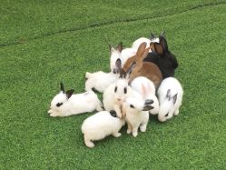 -萌宠亲子动物乐园(槐房万达店)