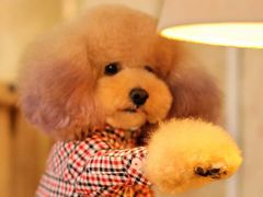 -御品轩(锦园店)