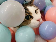 -momokira米努特·德文卷毛猫·棉花面纱犬