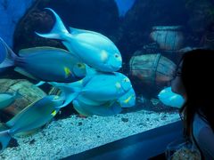 -合肥海洋世界