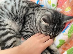 -纳吉亚猫专科动物医院·北北分院