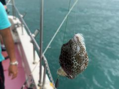 -小猫钓鱼海钓俱乐部(椰梦长廊店)