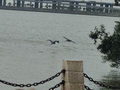 -宝安西湾红树林湿地公园