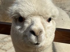 -栾川竹海野生动物园