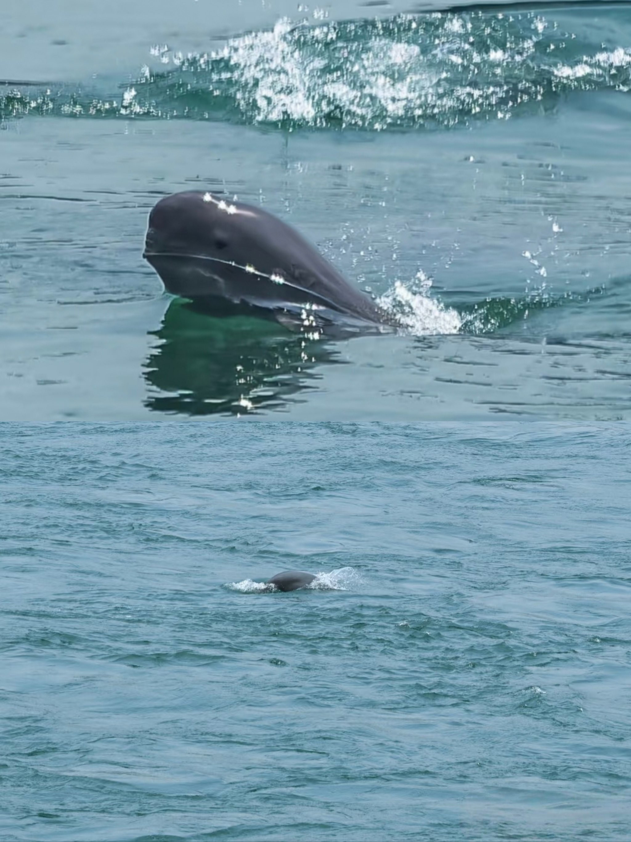 宜昌江豚治愈时刻