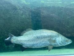 -悉尼海洋生物水族馆