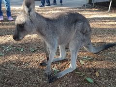 -费瑟代尔野生动物园