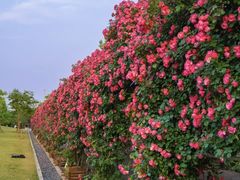 -广富林郊野公园