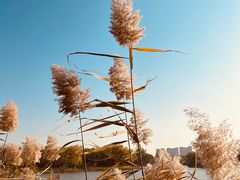 -朝阳公园