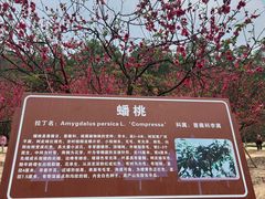 -南国桃园旅游度假区