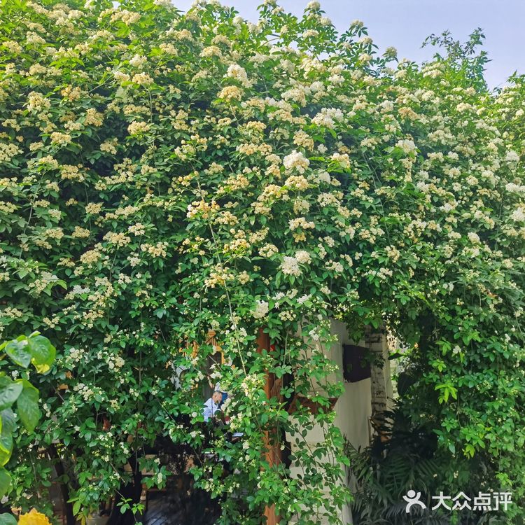 窗外的麻雀，在电线杆上多嘴
