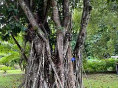 -中国科学院西双版纳热带植物园