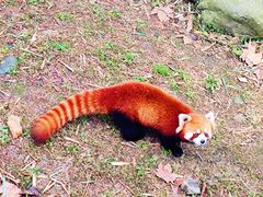 -都江堰中华大熊猫苑