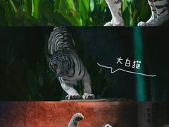 -清迈夜间动物园