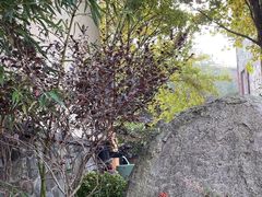 -芭东小镇温泉