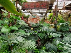 -呀路古热带植物园