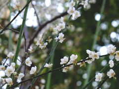 -荔枝公园(福田区)