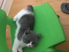 -Bastet sally猫舍购宠(静安店)