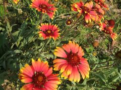 -四里河滨水生态公园