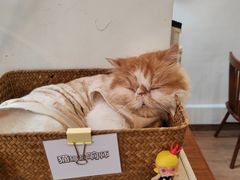 -有猫主题·治愈系猫咖(曾厝垵店)