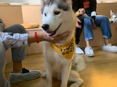 -Husky Go! 哈士奇体验馆·宠物咖啡厅狗咖