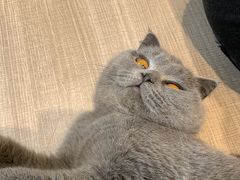 -藏猫猫咖啡主题馆(中央大道店)