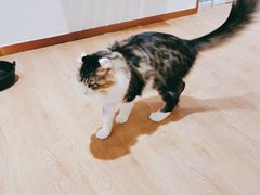 -1013 PET SHOP精品宠物商店(丁香店)