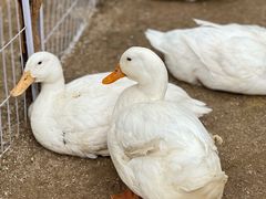 -HERRE·FARM 赫尔露营农场·团建聚会包场