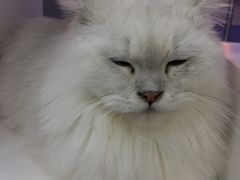 -极木²邸 人与宠物·互动社区