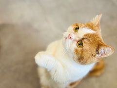 -飞行喵MR PILOT|猫舍·猫咖(静安大融城店)