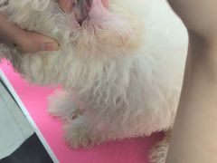 -博特宠物医院24h犬猫全科.骨科·异宠