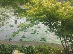 -嘉定紫藤园