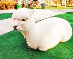 -萌宠亲子动物乐园(槐房万达店)