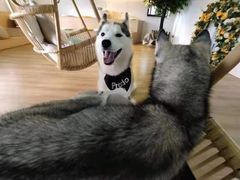 -Husky Go! 哈士奇体验馆·宠物咖啡厅狗咖