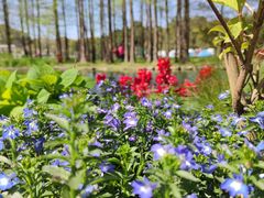 -上海共青森林公园