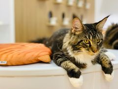 -COLOR PETS 撸猫馆·购猫·猫咖(长风大悦城店)