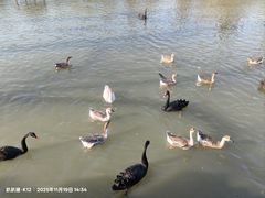 -溱湖国家湿地公园