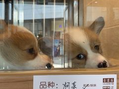 -1013 PET SHOP 宠物商店(近铁城市广场店)