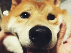 -浣熊柯尔鸭土拨鼠·电玩咖