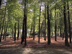 -上海海湾国家森林公园