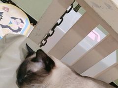 -藏猫猫咖啡主题馆(中央大道店)