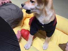 -逗柴咖啡屋·狗咖猫咖宠物桌游