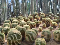 -南山植物园