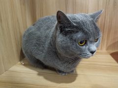 -70cat德文卷毛猫·缅因猫纯种猫舍