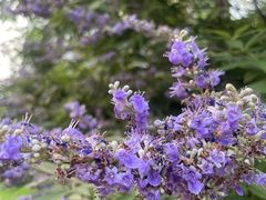 -香积寺
